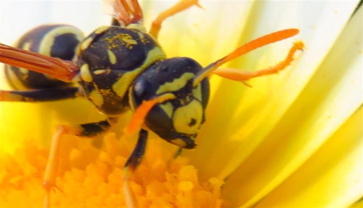 Polistes gallicus o dominula?   Polistes gallicus !